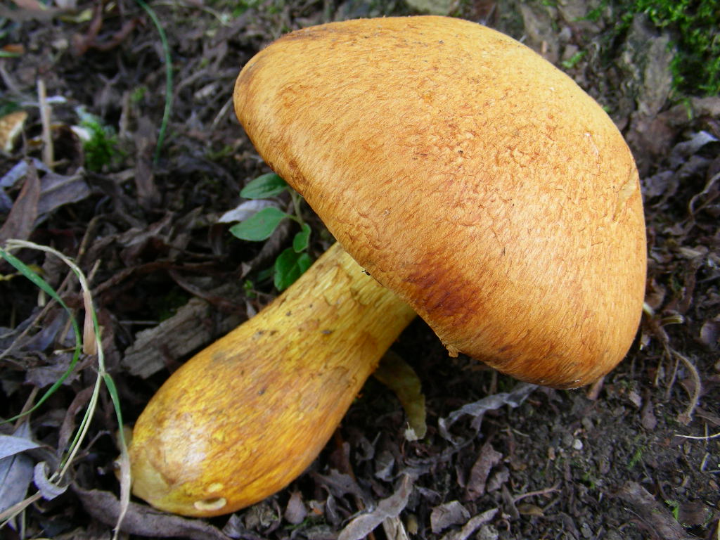 Cercasi un nome.... Quiz